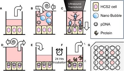 Nanobubble Mediated Gene Delivery in Conjunction With a Hand-Held Ultrasound Scanner